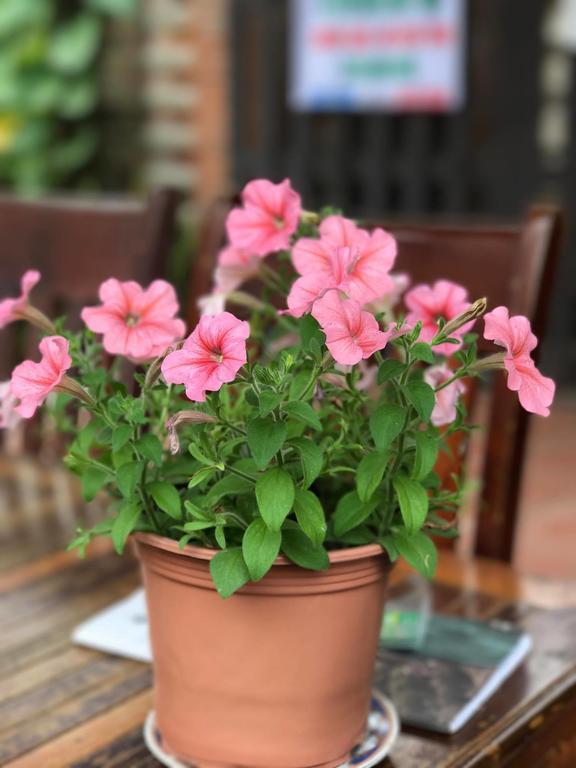 Thao Nguyen Phat Homestay Hoi An Exterior foto